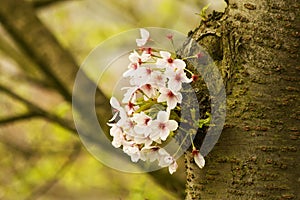 Flowering cherry tree