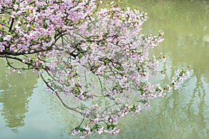 Blooming cherry tree twig full of blossoms hanging over water of pond in spring