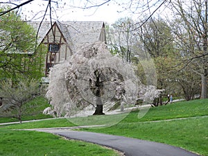 Flowering cherry tree Cornell University Ithaca NY