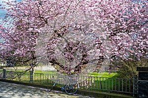 Flowering cherry tree, Japanese ornamental cherry - Prunus serrulata - pink flowering in spring with a leaning blue bicycle.