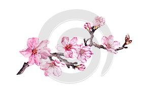 Flowering cherry tree. Pink apple flowers, sakura, almond flowers on blooming branch. Water color