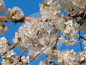Flowering cherry tree, Prunus avium, in spring