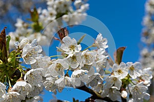 Flowering cherry tree, Prunus avium, in spring