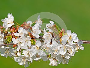 Flowering cherry tree, Prunus avium, in spring