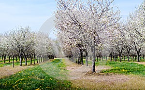 flowering cherry trees