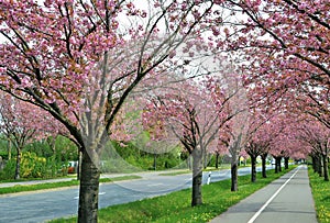 Flowering cherry trees along a road