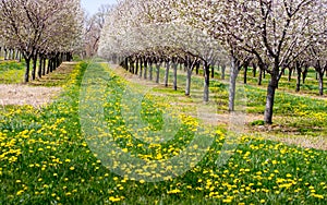 Flowering cherry trees and dandelions