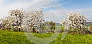 Flowering cherry trees in latin Prunus cerasus