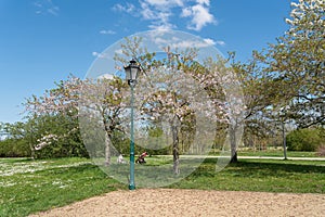 Flowering cherry trees in a public park in Magdeburg in springtime