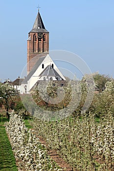 Flowering cherry trees and reformed dutch church photo