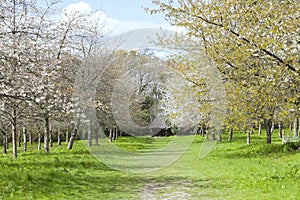 Flowering cherry trees in spring orchard