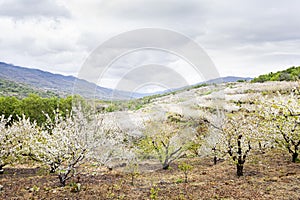 Flowering cherry in Valley of Jerte, Caceres, Spain. photo
