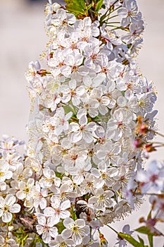 Flowering of cherry. White flowers petal spring beauty nature