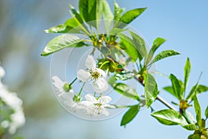 Flowers of the cherry blossoms