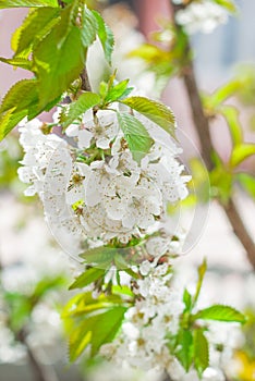 Flowers of the cherry blossoms