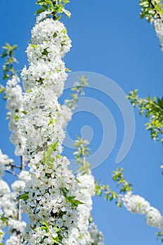 Flowers of the cherry blossoms