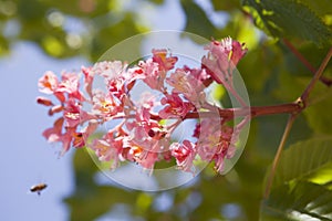 Flowering chestnut