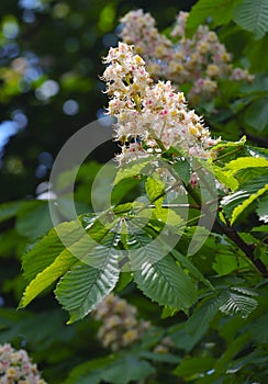 Flowering chestnut tree