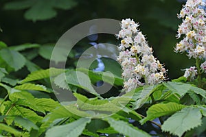 Flowering chestnut tree