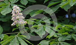 Flowering chestnut tree