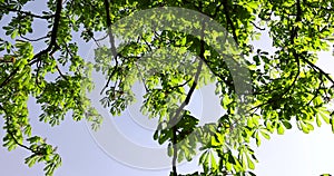 a flowering chestnut tree in the spring season, a spring park