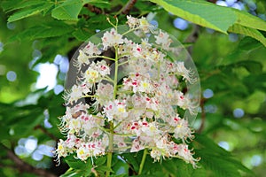 flowering chestnut. white flowers blooming chestnut against a backdrop of green foliage