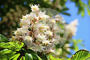 flowering chestnut. white flowers of a flowering chestnut tree against a background of blue sky