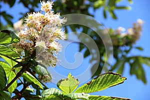 flowering chestnut. white flowers of a flowering chestnut tree against a background of blue sky. concepts of spring flowering and