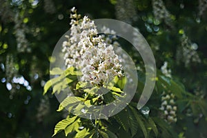 Flowering chestnuts