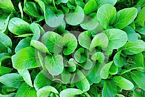 Flowering chinese cabbage