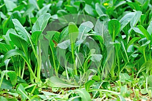 Flowering chinese cabbage