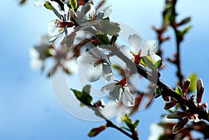 Unusual fluffy branches are adorned with delicate weightless white petals of numerous flowers.