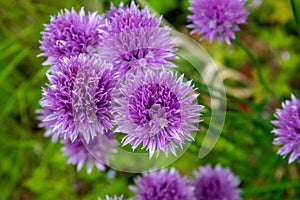 Flowering Chive (Allium schoenoprasum)