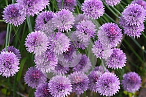 Flowering chives Allium schoenoprasum - decorative and culinary herb