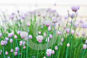 Flowering chives in the garden