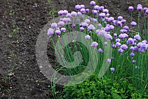 Flowering chives, lat. Allium schoenoprasum, oregano and young carrot in permaculture garden