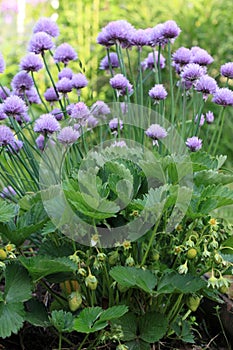 Flowering chives, lat. Allium schoenoprasum, and ripening strawberries in permaculture garden