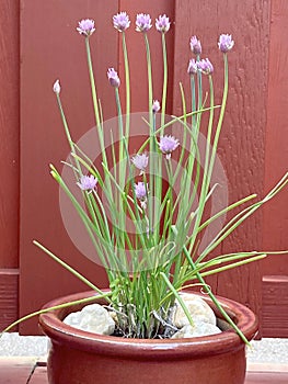 Flowering Chives in a Pot