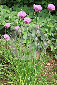 Flowering chives