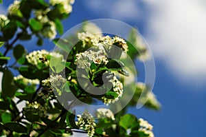 Flowering chokeberry.