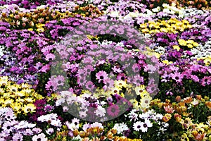 Flowering chrysanthemum