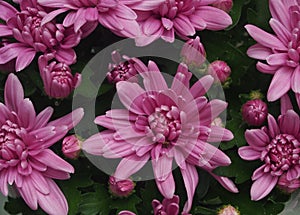 Flowering chrysanthemum Bush. The buds are a light lilac color.