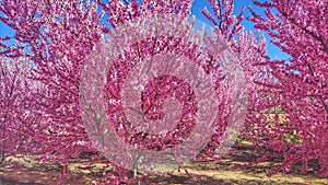 Flowering in cieza 2