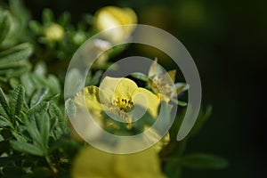 Flowering Cinquefoil (Potentilla fruticosa)