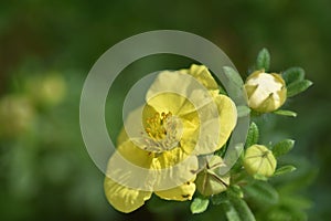 Flowering Cinquefoil (Potentilla fruticosa)