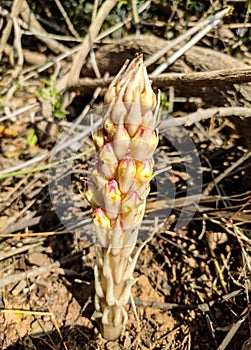 Flowering Cistanche Tubulosa (Loki Mula) plant, wild flowering Fox Radish plant,