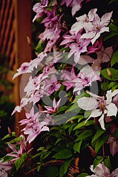 Flowering clematis