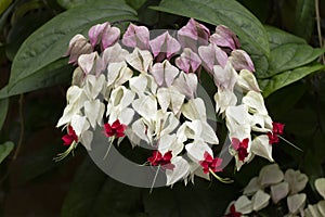 Flowering Clerodendrum thomsoniae