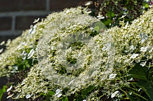 Flowering Climbing Hydrangea from close