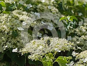 Flowering Climbing Hydrangea from close